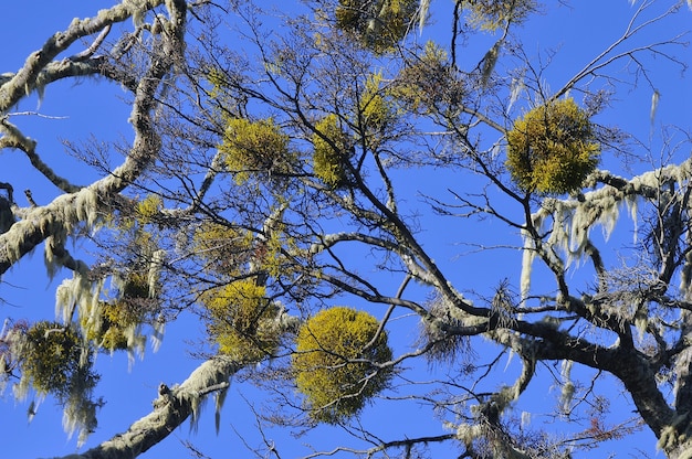 Free Photo | And beautiful flora at patagonia during the daytime