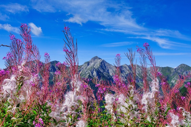 イタリアのベルガモアルプスの山の上のepilobium Angustifoliumの美しい開花 プレミアム写真