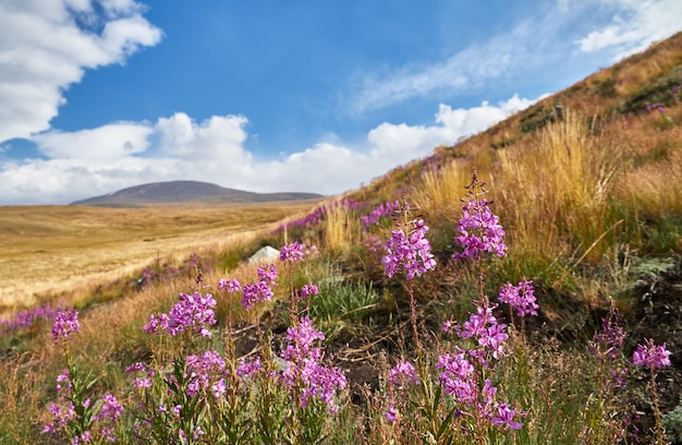 Premium Photo | Beautiful flowers in the field. sunset in steppe