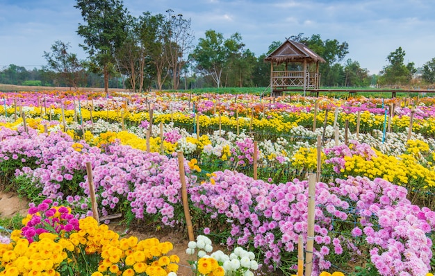 Beautiful flowers in the garden | Premium Photo