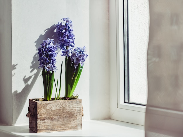 Beautiful flowers of hyacinth in a wooden box Premium Photo
