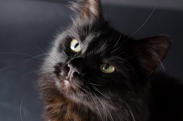 Beautiful fluffy black cat with yellow eyes | Premium Photo