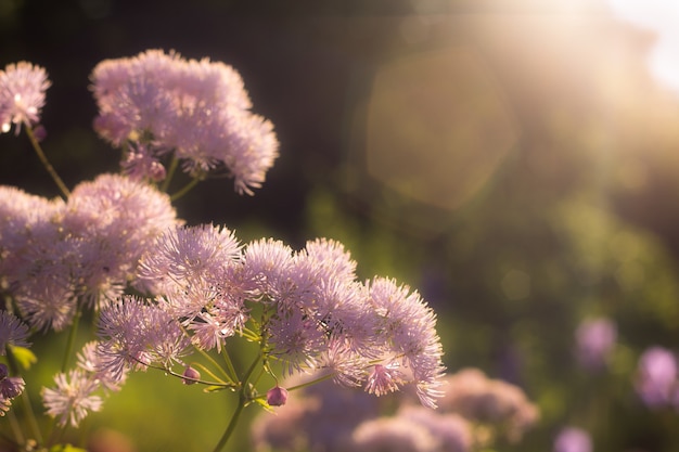 夕日の光の中で球形のライラックの花の美しいふわふわの枝 ぼやけた背景のフレームのサニーバニーセレクティブフォーカス写真水平マンノ人なし プレミアム写真