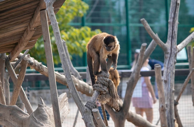 Premium Photo | Beautiful fluffy monkeys play on their playground in