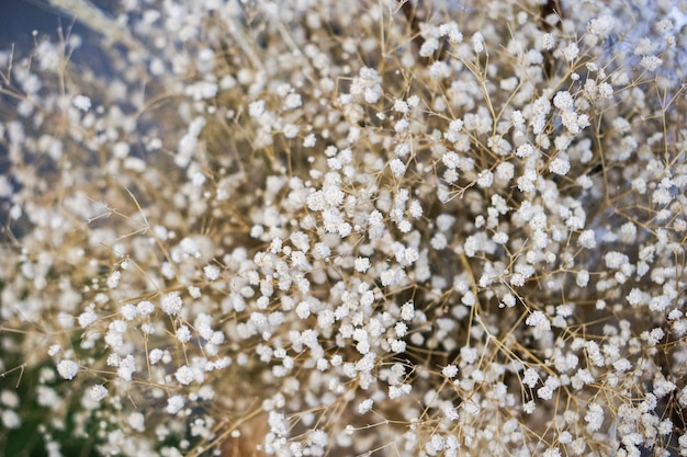 Premium Photo | Beautiful fluffy white flower.