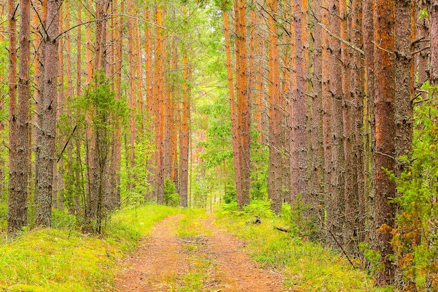 Premium Photo Beautiful Forest Background The Road Winds In The Green Forest