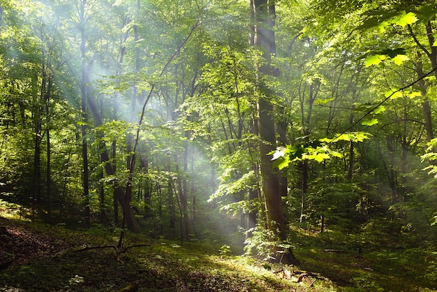 Premium Photo Beautiful Forest Landscape In Deciduous Forest With Sunbeams