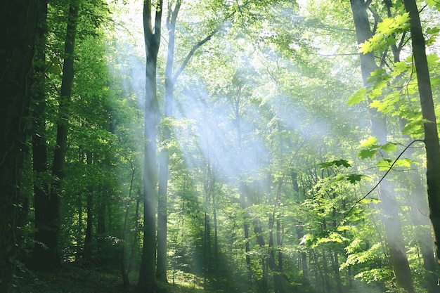 Premium Photo Beautiful Forest Landscape In Deciduous Forest With Sunbeams