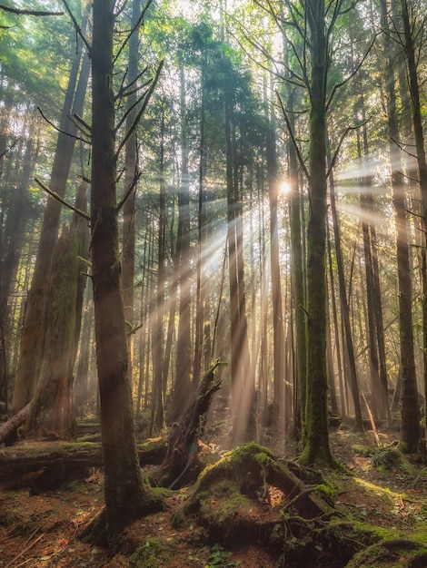 Beautiful forest with tall trees | Free Photo