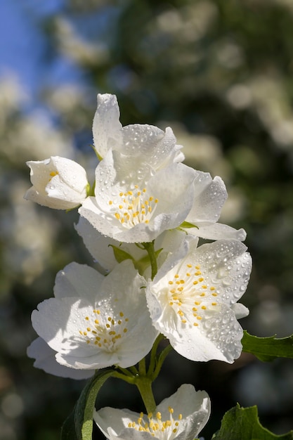 Premium Photo Beautiful Fresh Jasmine Flowers In Spring White Fragrant Jasmine Flowers Covered With Water Drops After The Past Rains Jasmine Bush In Nature Closeup