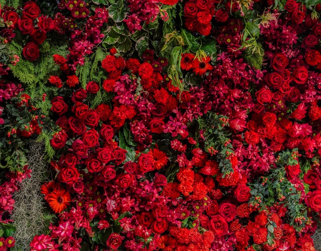 庭の壁に飾られた美しい新鮮な赤いバラと赤い花の種類 プレミアム写真