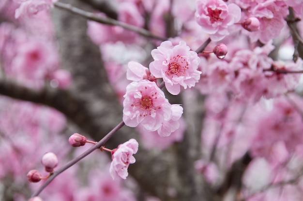 Premium Photo | Beautiful full bloom cherry blossom pink sakura tree