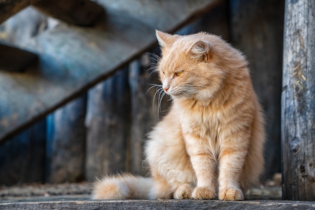 Premium Photo | Beautiful ginger cat looking to the side