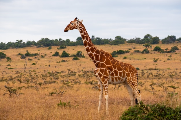 Free Photo | Beautiful giraffe in the middle of the jungle in kenya ...