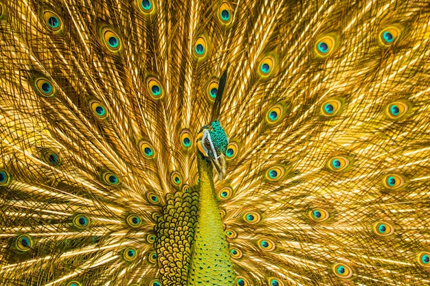 Premium Photo | Beautiful golden peacock the symbol of elegance