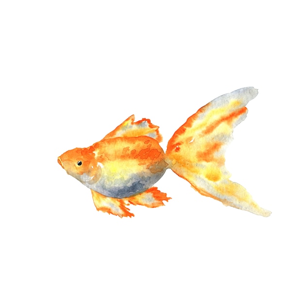 美しい金魚 手描きの水彩イラスト 孤立 プレミアム写真