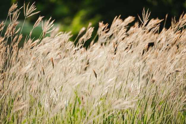 Premium Photo | Beautiful grass flowers with sun light and wind in soft ...