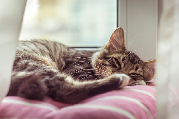 Premium Photo | A beautiful gray kitten is sleeping on the windowsill.