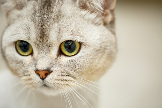 Premium Photo Beautiful Gray Scottish Fold Cat Haircut Cat With Shaved Hair On The Body Pet Haircut