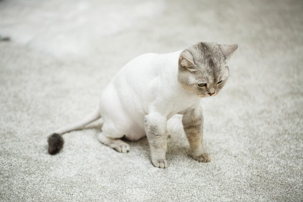美しい灰色のスコティッシュフォールド猫。体に剃毛のある散髪猫 