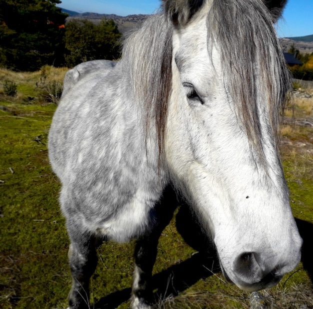 Premium Photo | Beautiful gray and white horse standing and close up