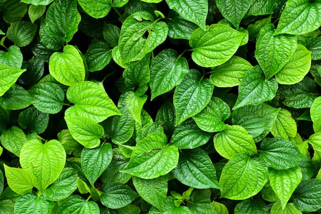 Premium Photo | Beautiful green betel leaves texture background