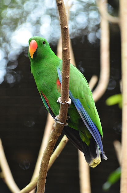 Premium Photo | Beautiful green eclectus parrot bird (eclectus roratus)