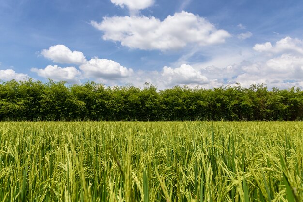 背景として青空と田舎の美しい緑のフィールド プレミアム写真