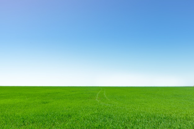 Premium Photo | Beautiful green field