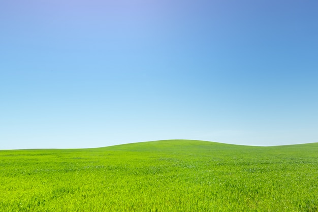 Premium Photo Beautiful Green Field   Beautiful Green Field 93675 44823 