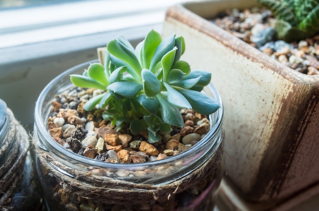 A beautiful green houseplant succulent grow in a flowerpot in stone ground on the windowsill Premium