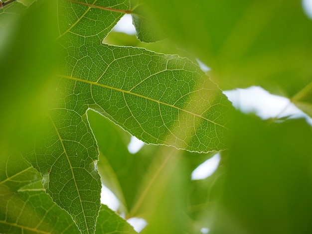 Premium Photo | Beautiful green maple leaves background