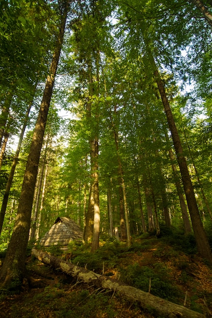 free-photo-beautiful-green-pine-trees-on-carpathian-mountains-in-ukraine