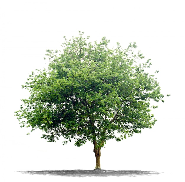 Premium Photo Beautiful Green Tree Isolated On White