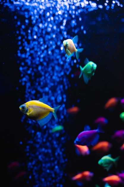 Premium Photo | Beautiful group of sea fishes. underwater colorful life ...