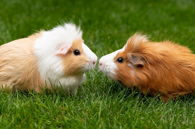 Premium Photo | Beautiful guinea pig pet portrait