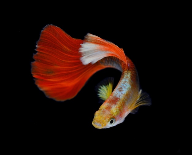 Premium Photo | Beautiful guppy isolated on black background