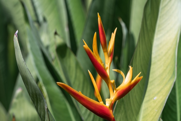 美しいヘリコニアの花 属の一般的な名前には ジャマイカのドワーフの花 ロブスターの爪 オオハシのピーク 野生のオオバコまたは偽の極楽鳥が含まれます プレミアム写真