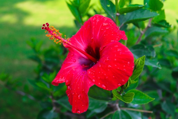 花びらに水滴の美しいハイビスカスの花 プレミアム写真