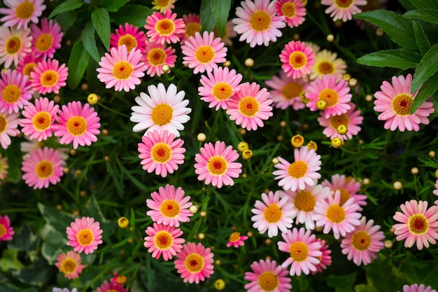 Free Photo | Beautiful high angle shot of pink marguerite daisies in a ...