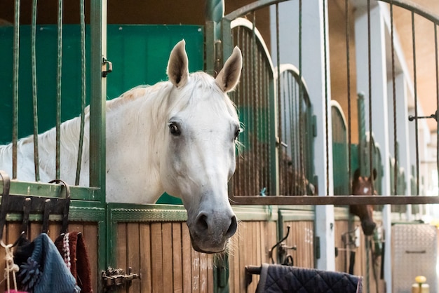 牧場でチームと美しい馬 競馬の準備をしている競馬場 太陽の下で壮大な動物 スポーツのコンセプトは 動物の世界が大好きです プレミアム写真