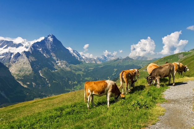 牛 アルプスの山々 夏 スイスの田舎の美しい牧歌的な高山の風景 プレミアム写真