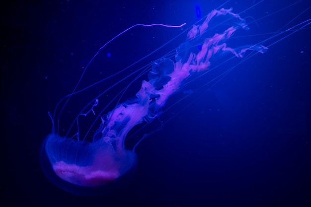 ネオンの光の中で美しいクラゲメデューサ 抽象的な背景 プレミアム写真
