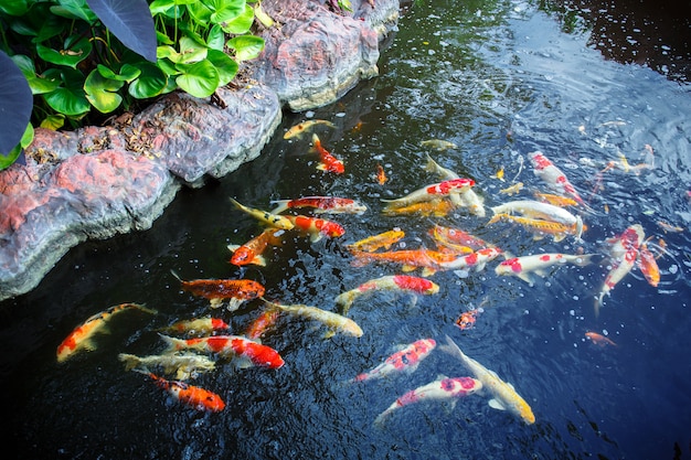 Premium Photo Beautiful Koi Fish In The Pond