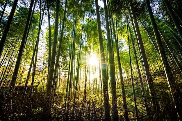 Beautiful landscape of bamboo grove in the forest at arashiyama kyoto Free Photo