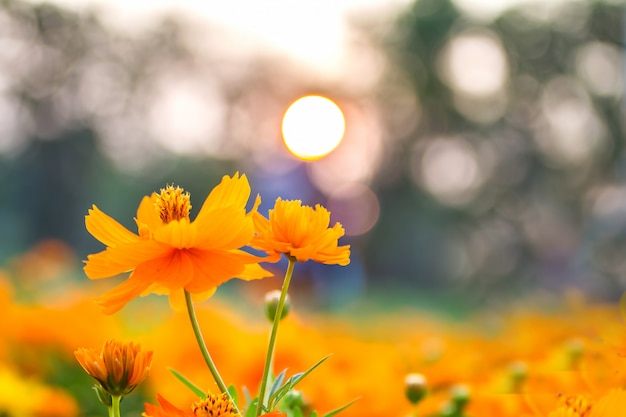 夏の夕暮れ時の黄色の美しい風景花 プレミアム写真