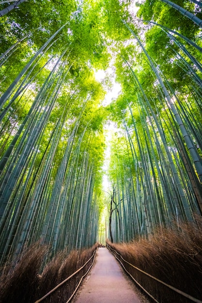 嵐山の森の竹林の美しい風景 無料の写真