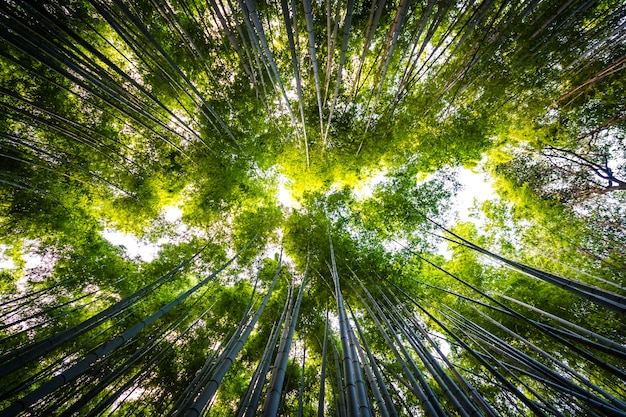 嵐山京都の森の竹林の美しい風景 無料の写真