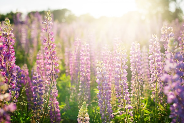 ルピナス 夏の夕日に対してフィールドのルピナスの花の美しい風景 プレミアム写真