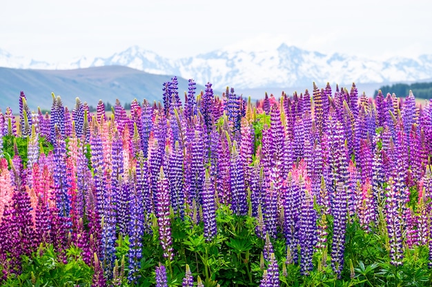 ニュージーランドのテカポ湖周辺のルピナスの花とアルプス山脈の美しい風景 プレミアム写真